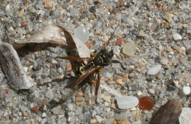 Attacco in diretta di Polistes su Laphria
